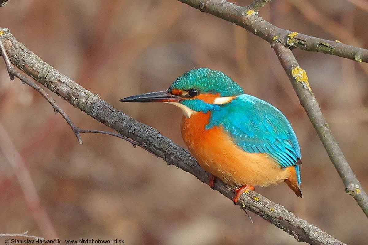 Common Kingfisher - ML613555929