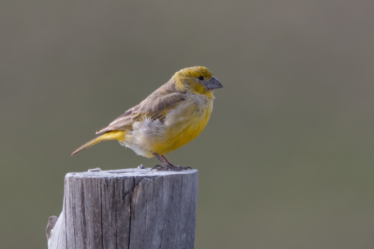 Puna Yellow-Finch - ML613556526