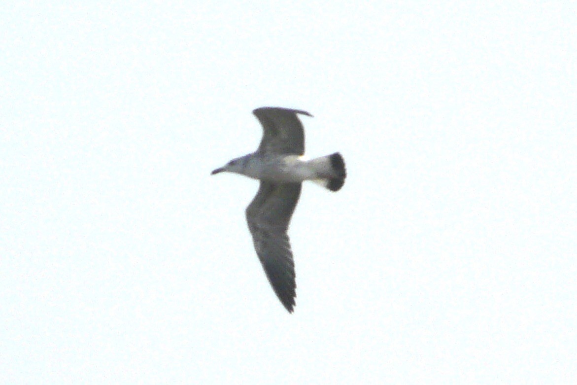 Lesser Black-backed Gull (Heuglin's) - ML613556600
