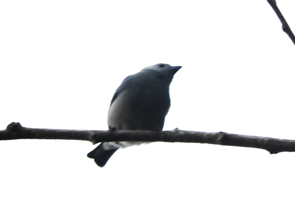 Blue-gray Tanager - ML613556638
