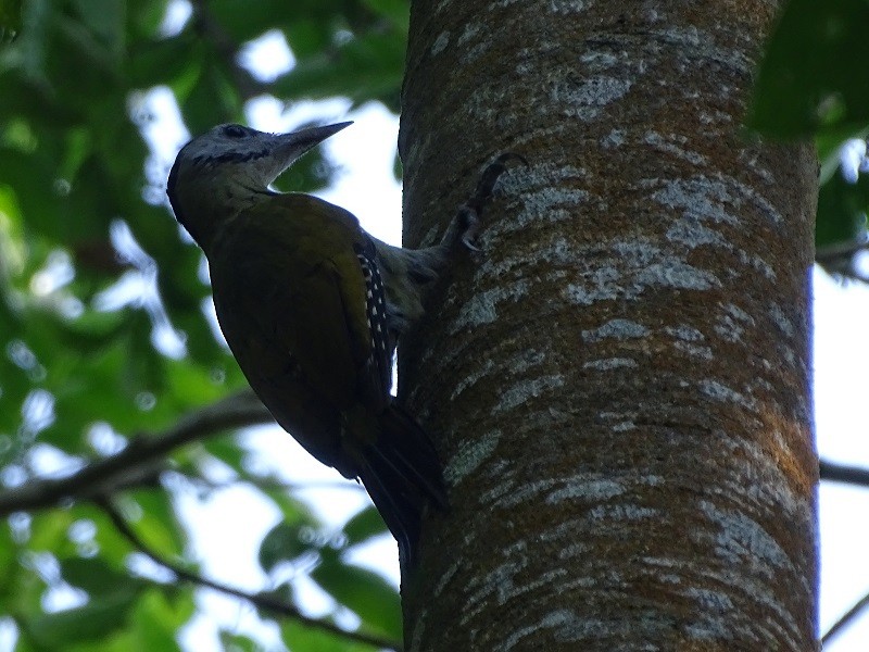 Gray-headed Woodpecker (Black-naped) - ML613556755