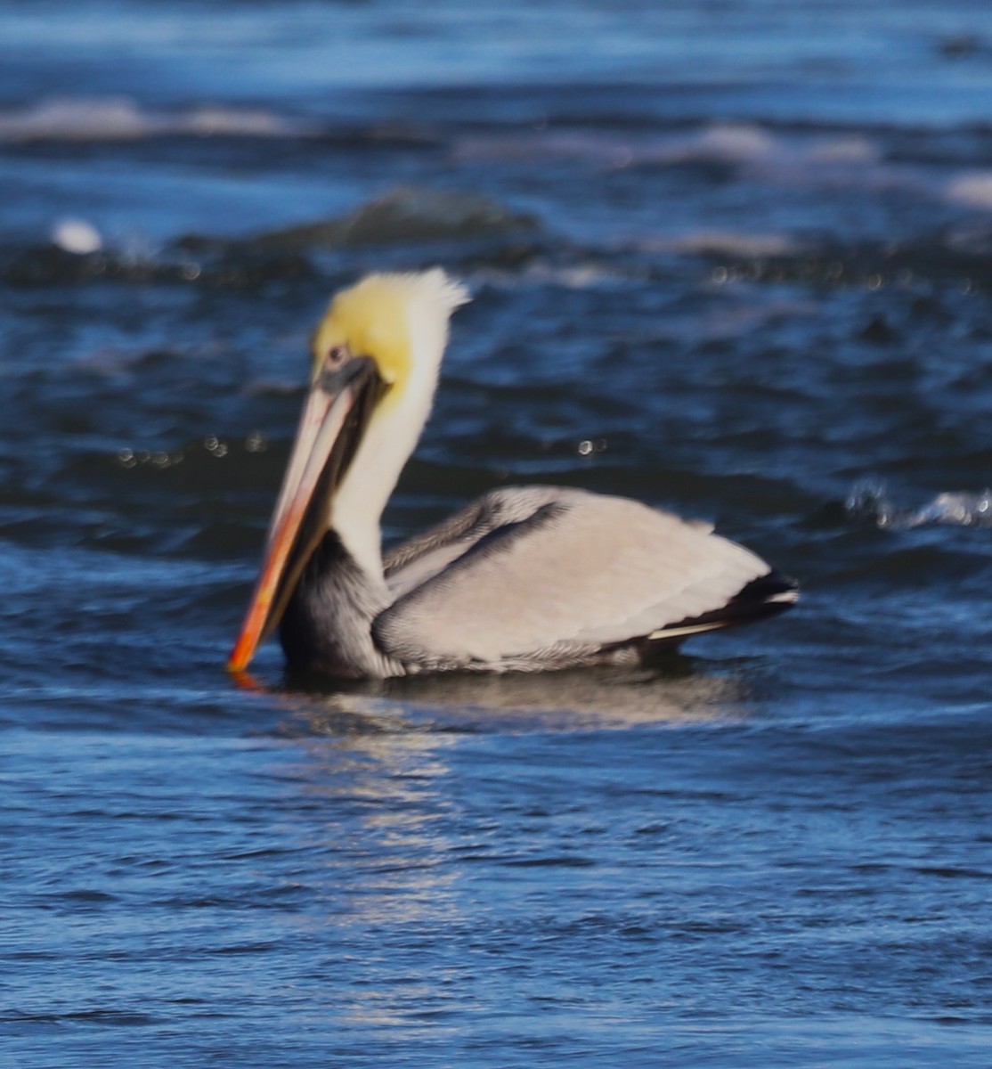 Maryland-DC Breeding Bird Atlas Checklist - 14 Jan 2024 - Indian River ...