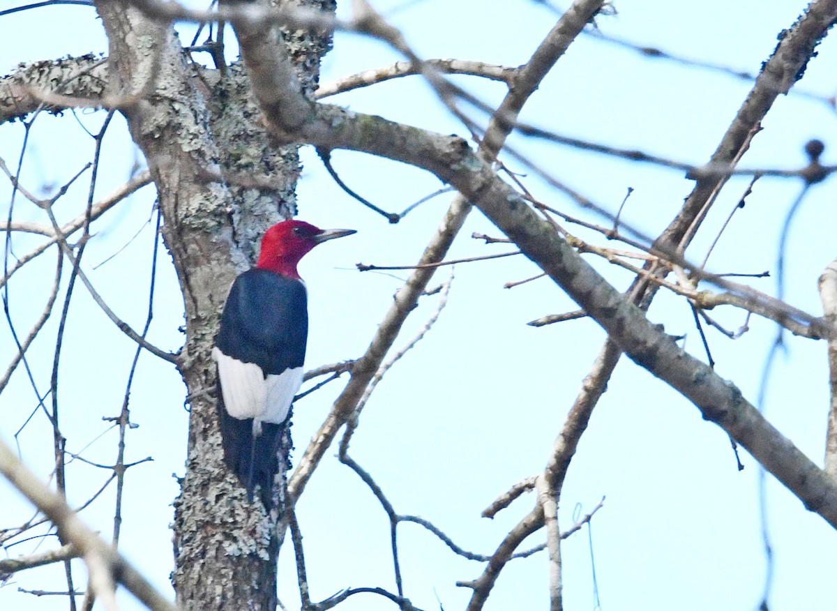 Red-headed Woodpecker - brian waitkus