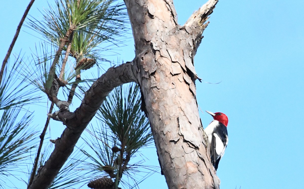 Red-headed Woodpecker - ML613557176