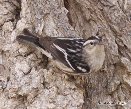 Black-and-white Warbler - ML613557442