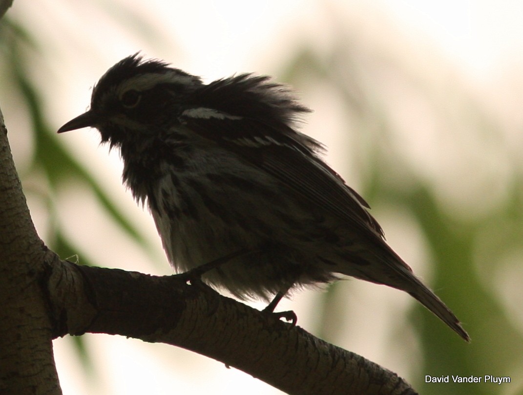 Black-and-white Warbler - ML613557443