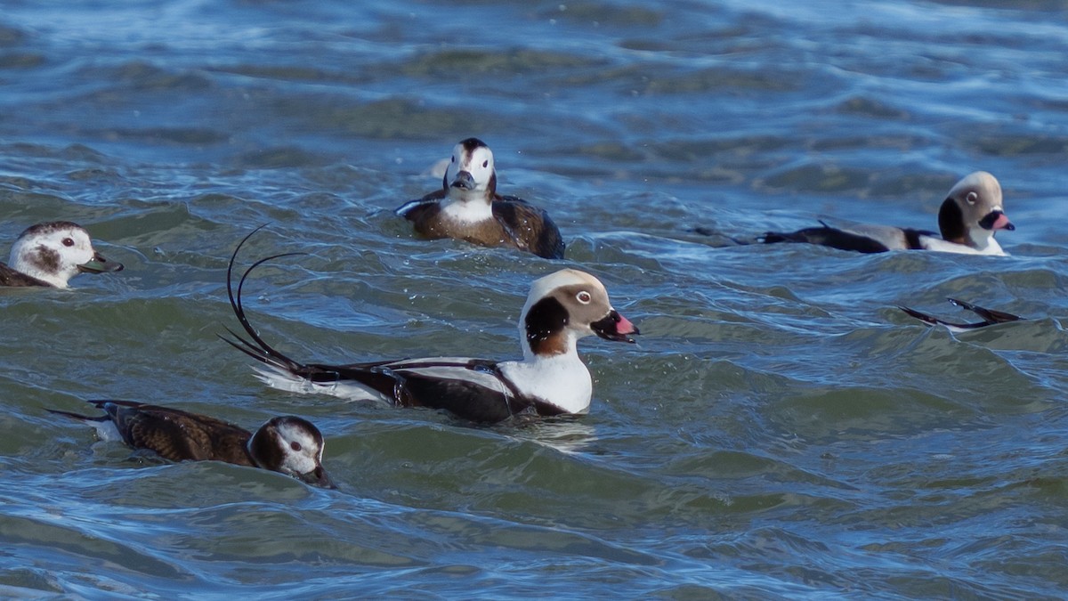Long-tailed Duck - ML613557659