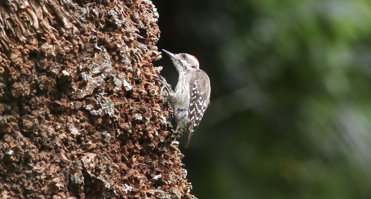 Brown-backed Woodpecker - ML613557762