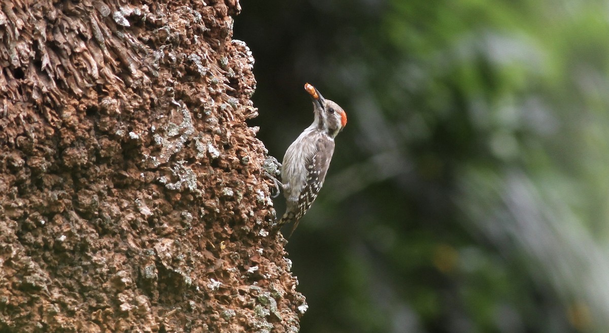 Brown-backed Woodpecker - ML613557768