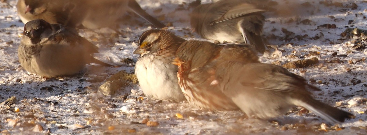 White-throated Sparrow - ML613557902