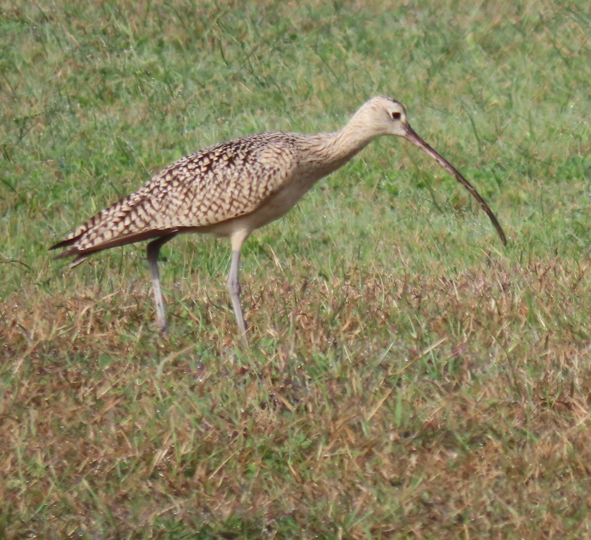 Long-billed Curlew - Bill Wright_cc