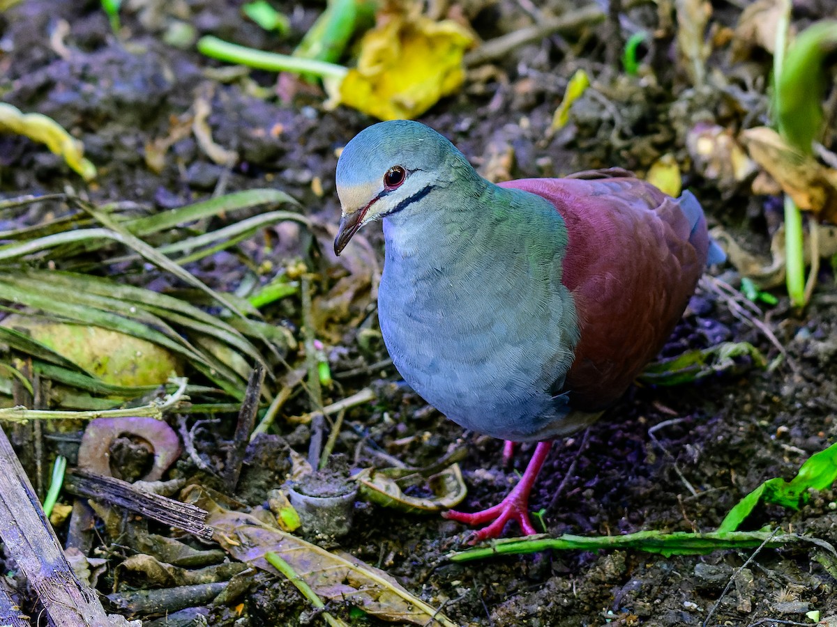 Buff-fronted Quail-Dove - ML613558413