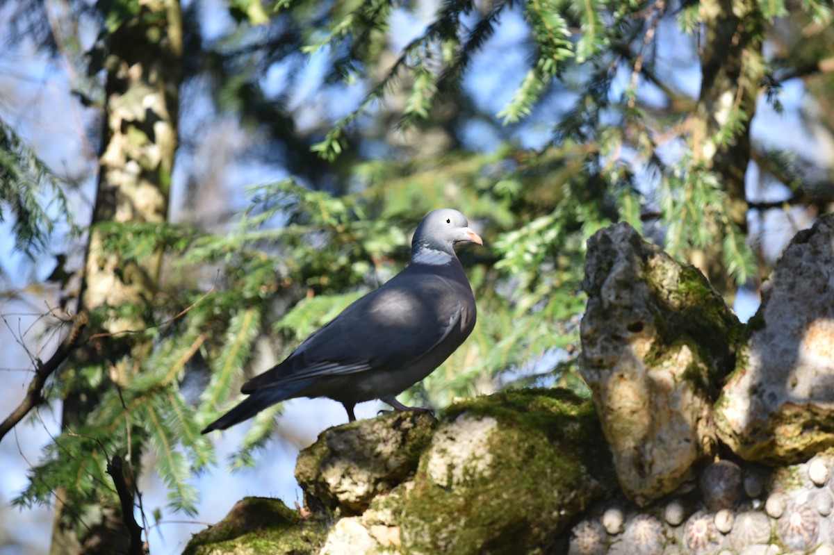 Common Wood-Pigeon - ML613558478