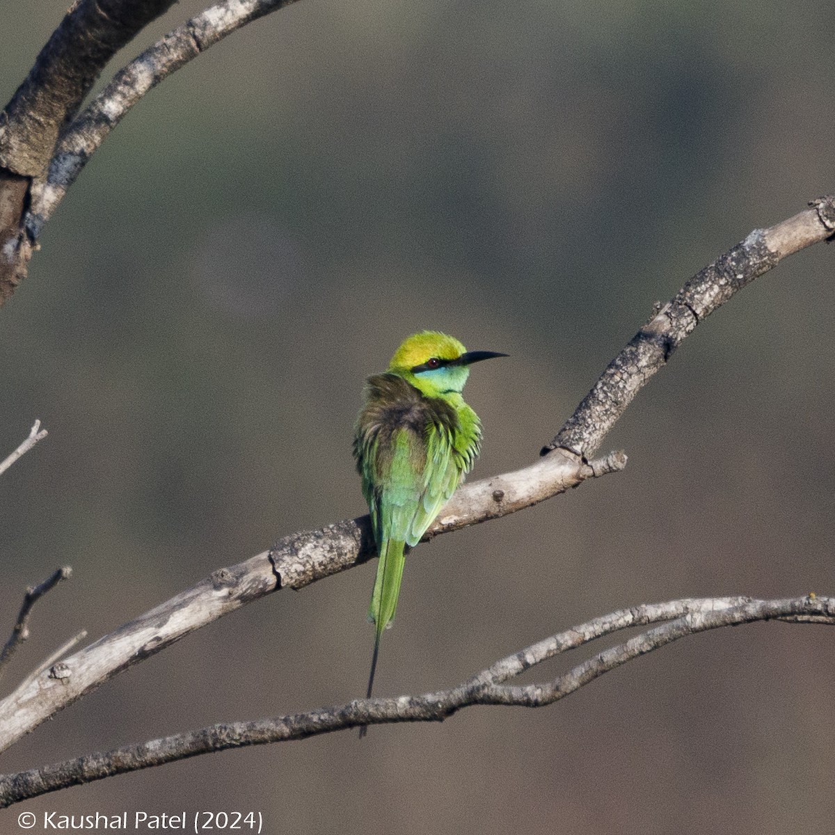 Asian Green Bee-eater - ML613558592