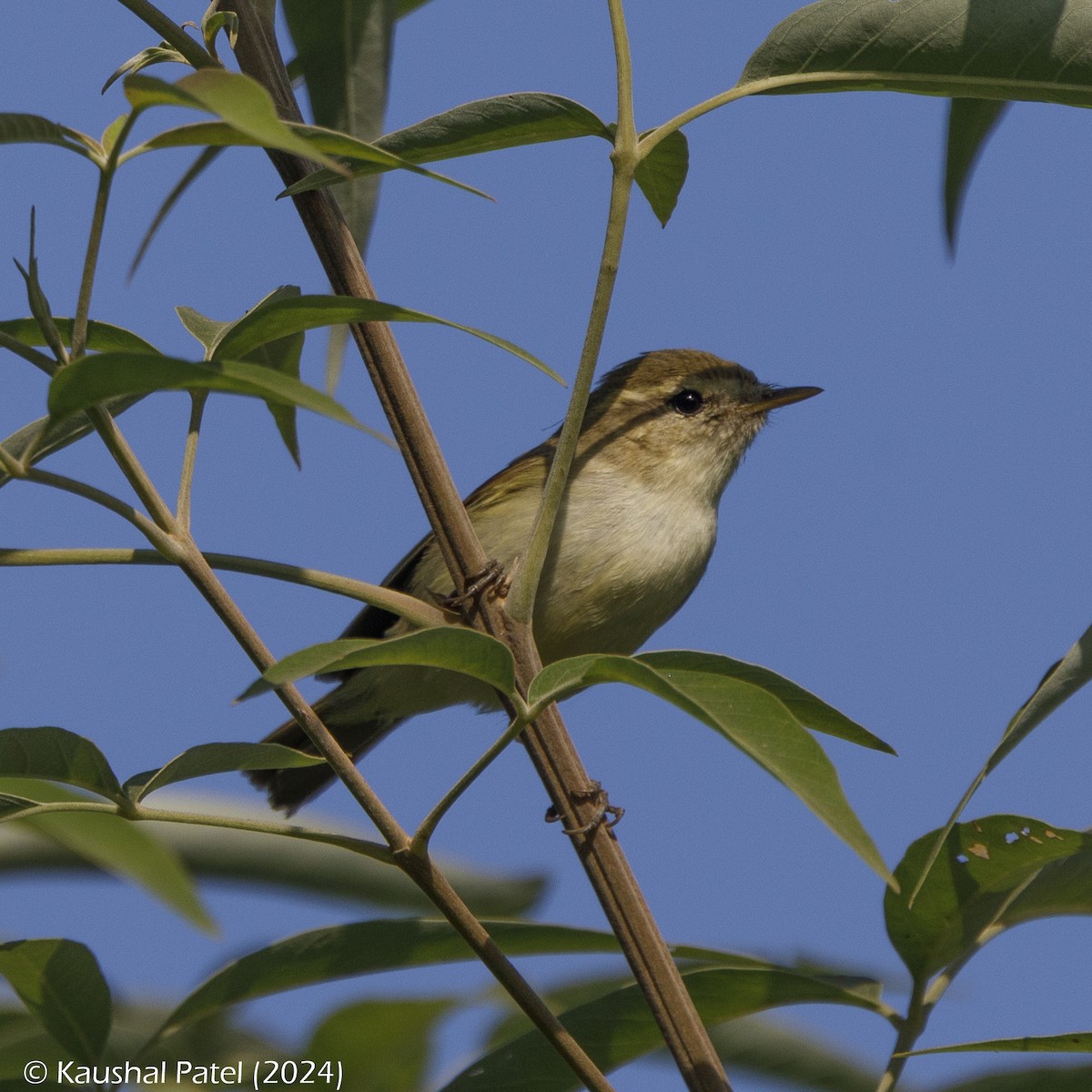 Booted Warbler - ML613558636