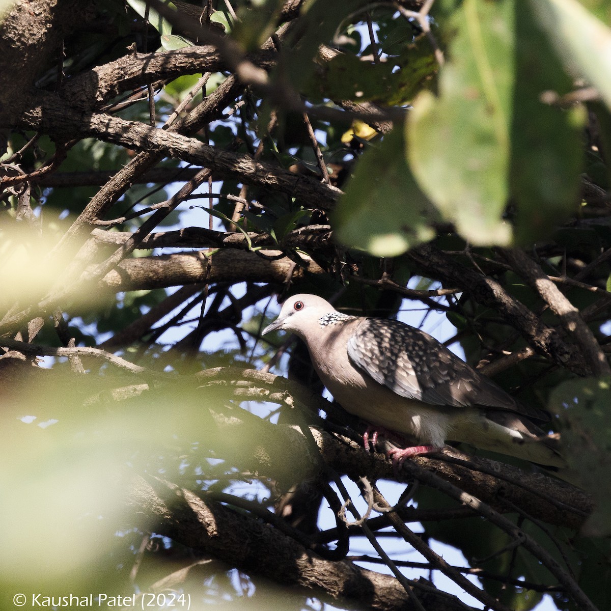 Spotted Dove - ML613558647