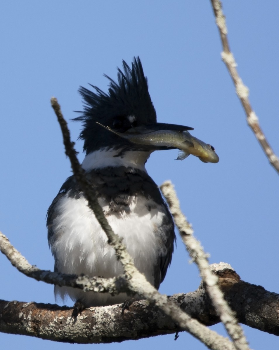 Belted Kingfisher - ML613558660