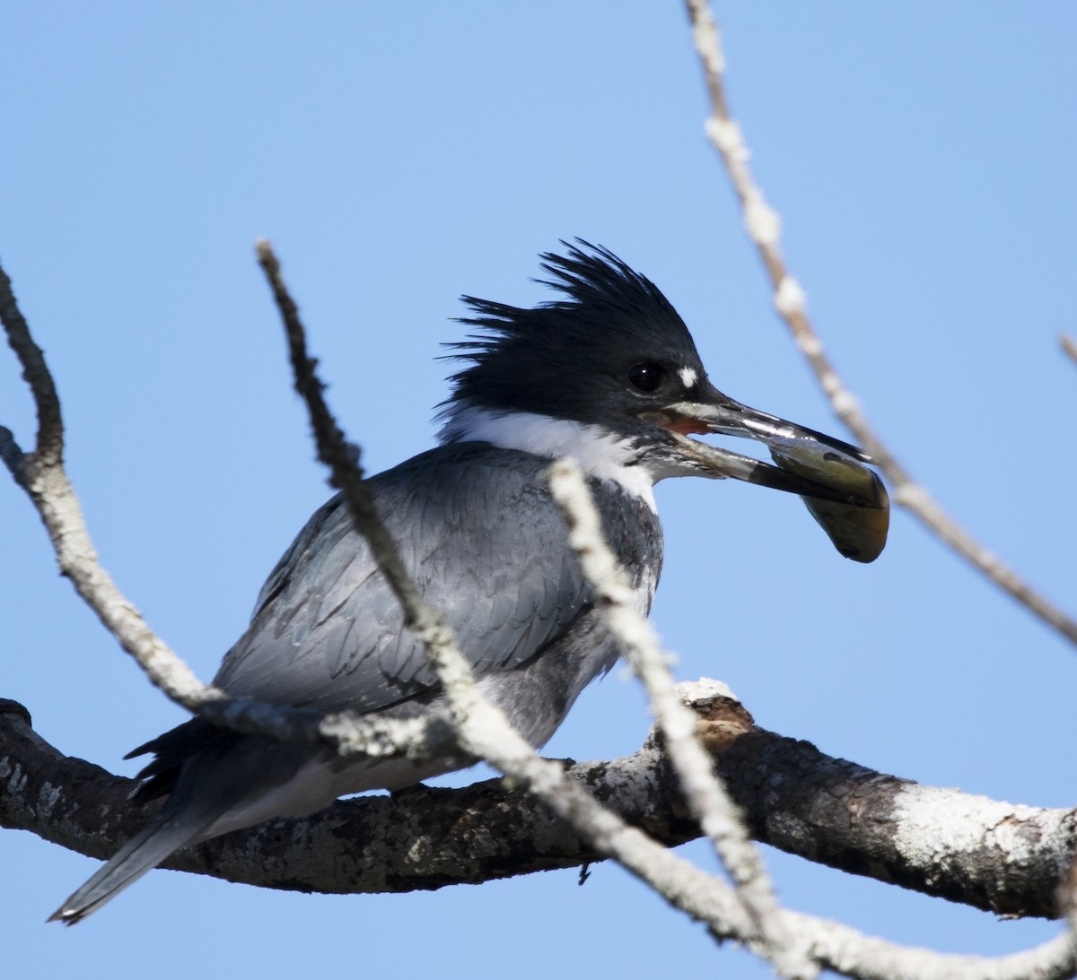 Belted Kingfisher - ML613558661