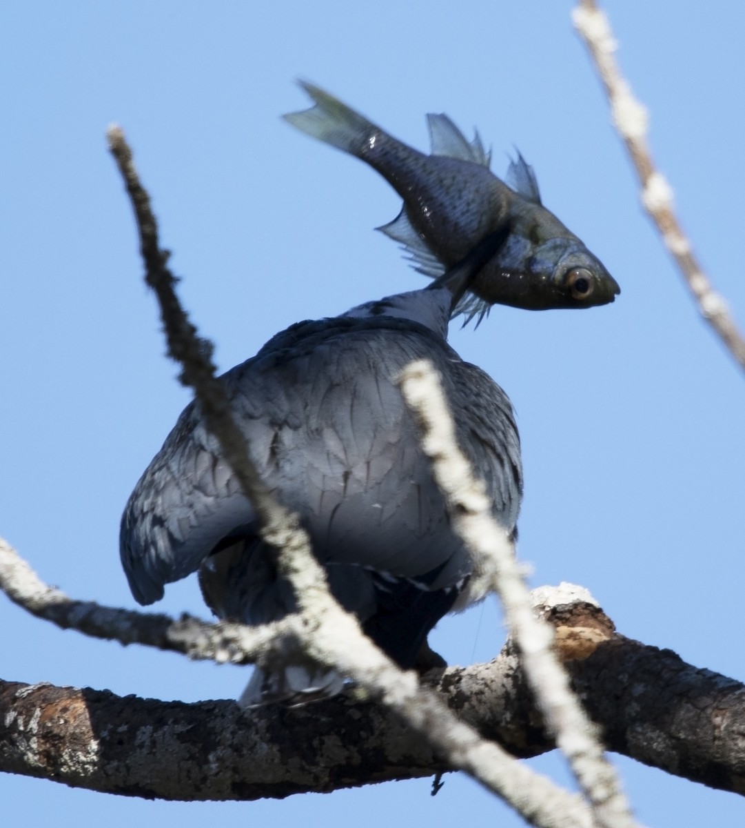 Belted Kingfisher - ML613558662
