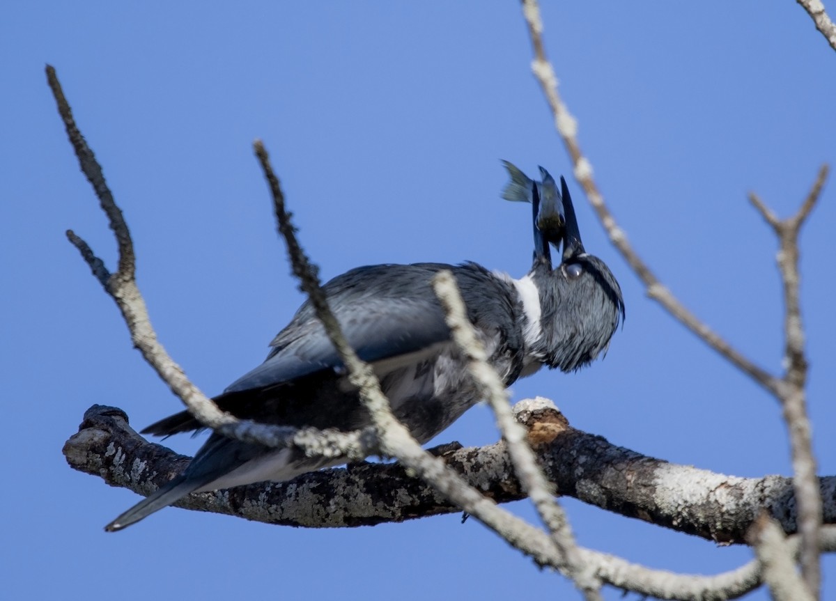 Belted Kingfisher - ML613558663