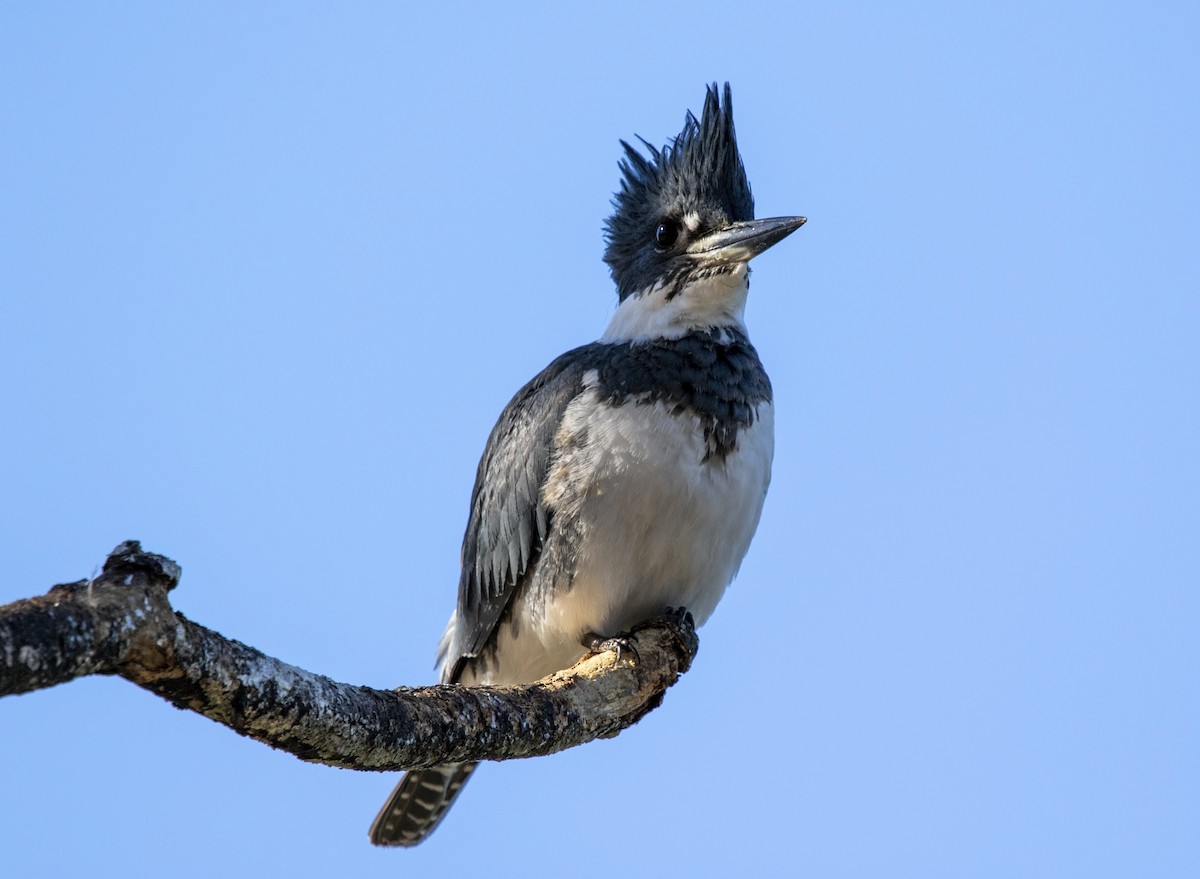 Belted Kingfisher - ML613558664