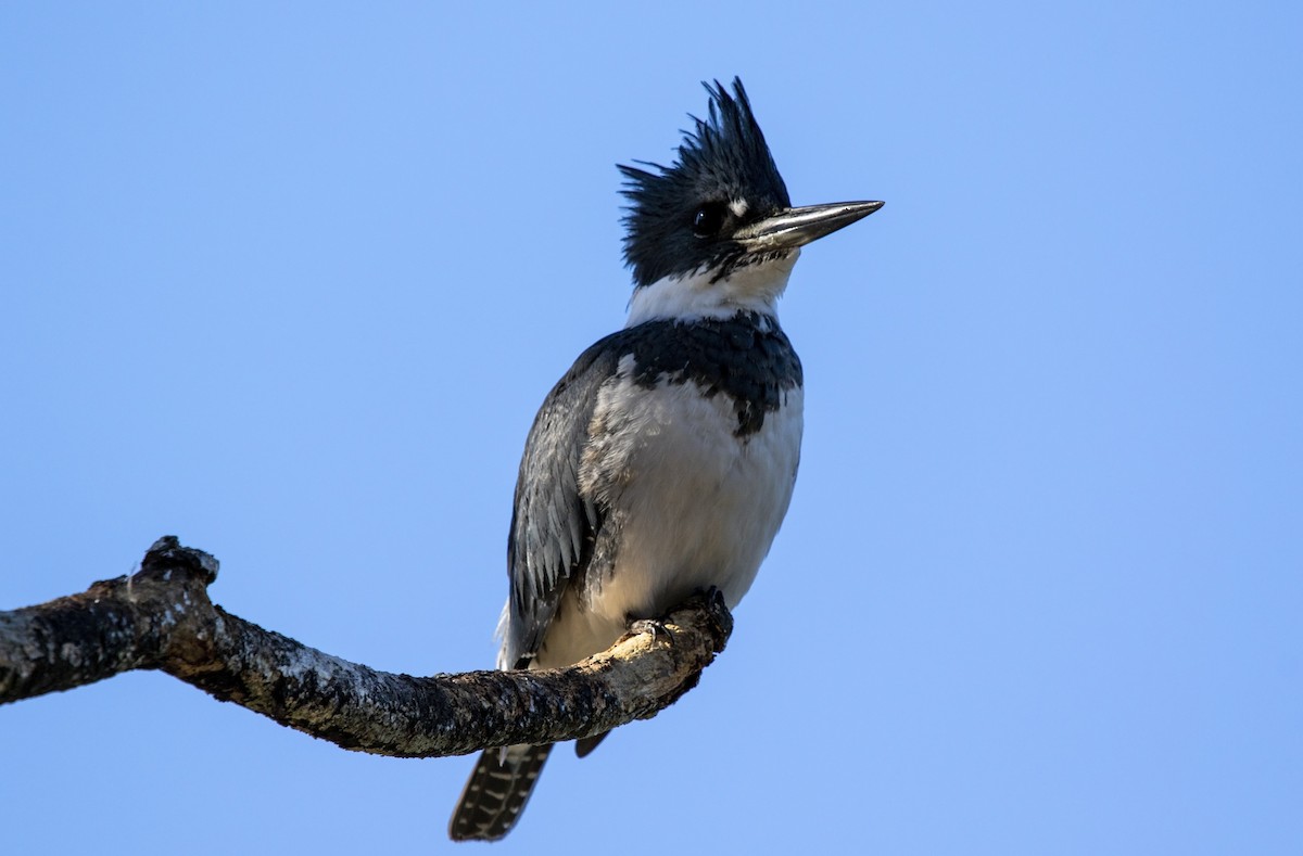 Belted Kingfisher - ML613558666