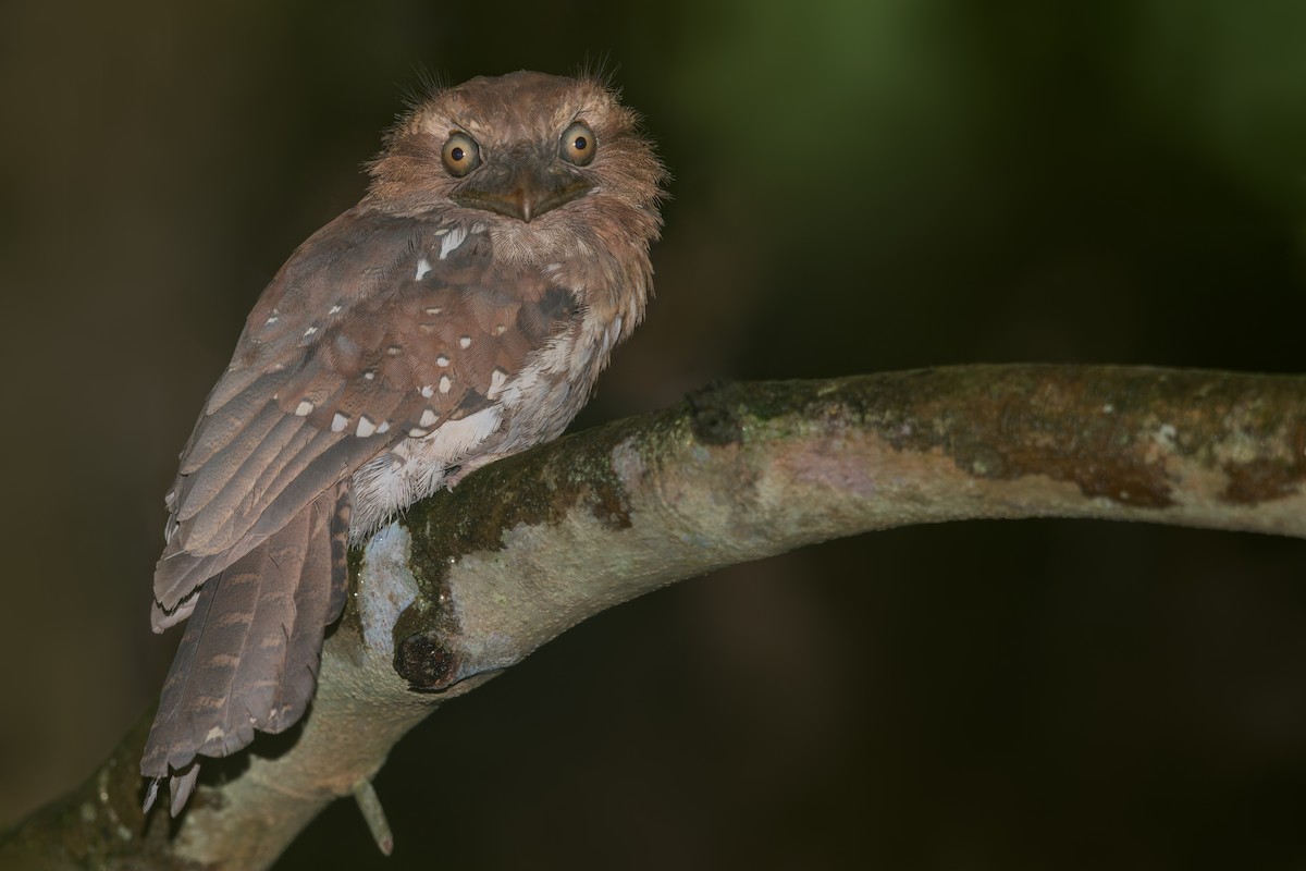 Gould's Frogmouth - ML613558814