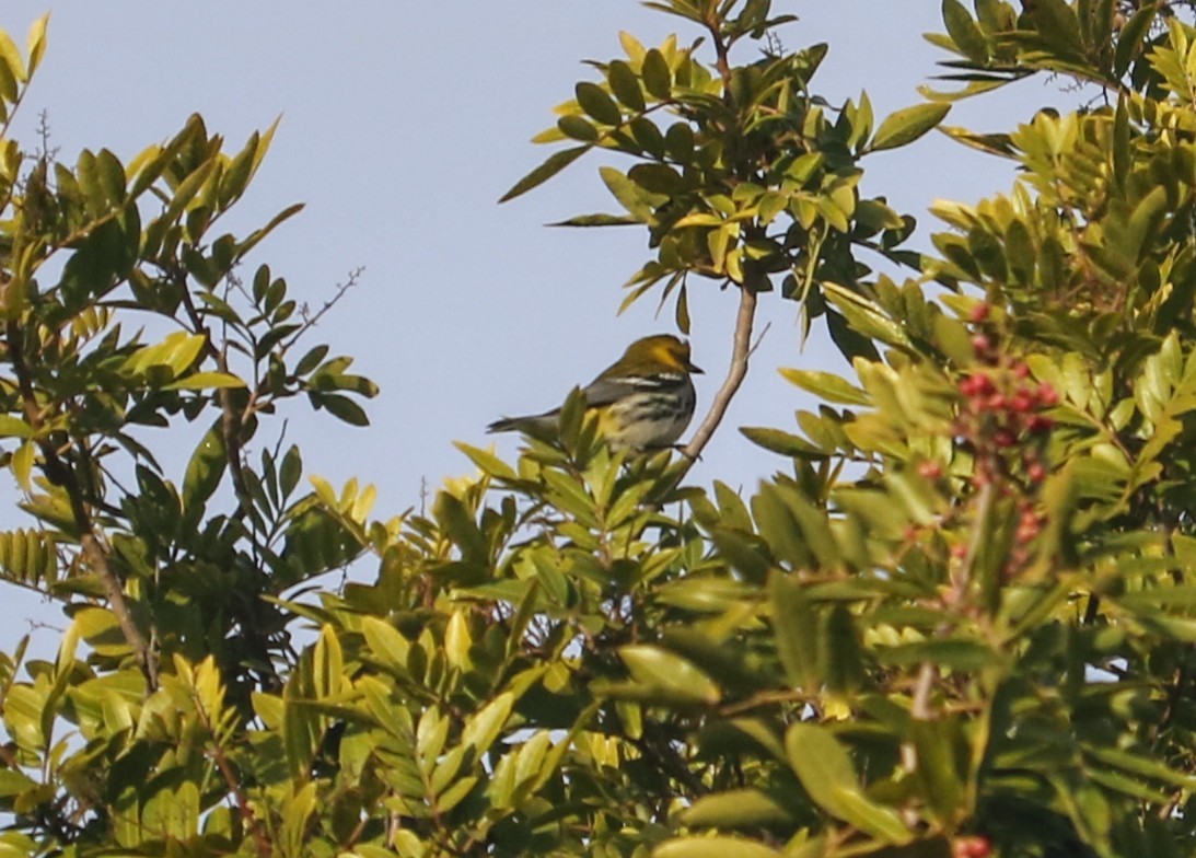 Black-throated Green Warbler - ML613559641