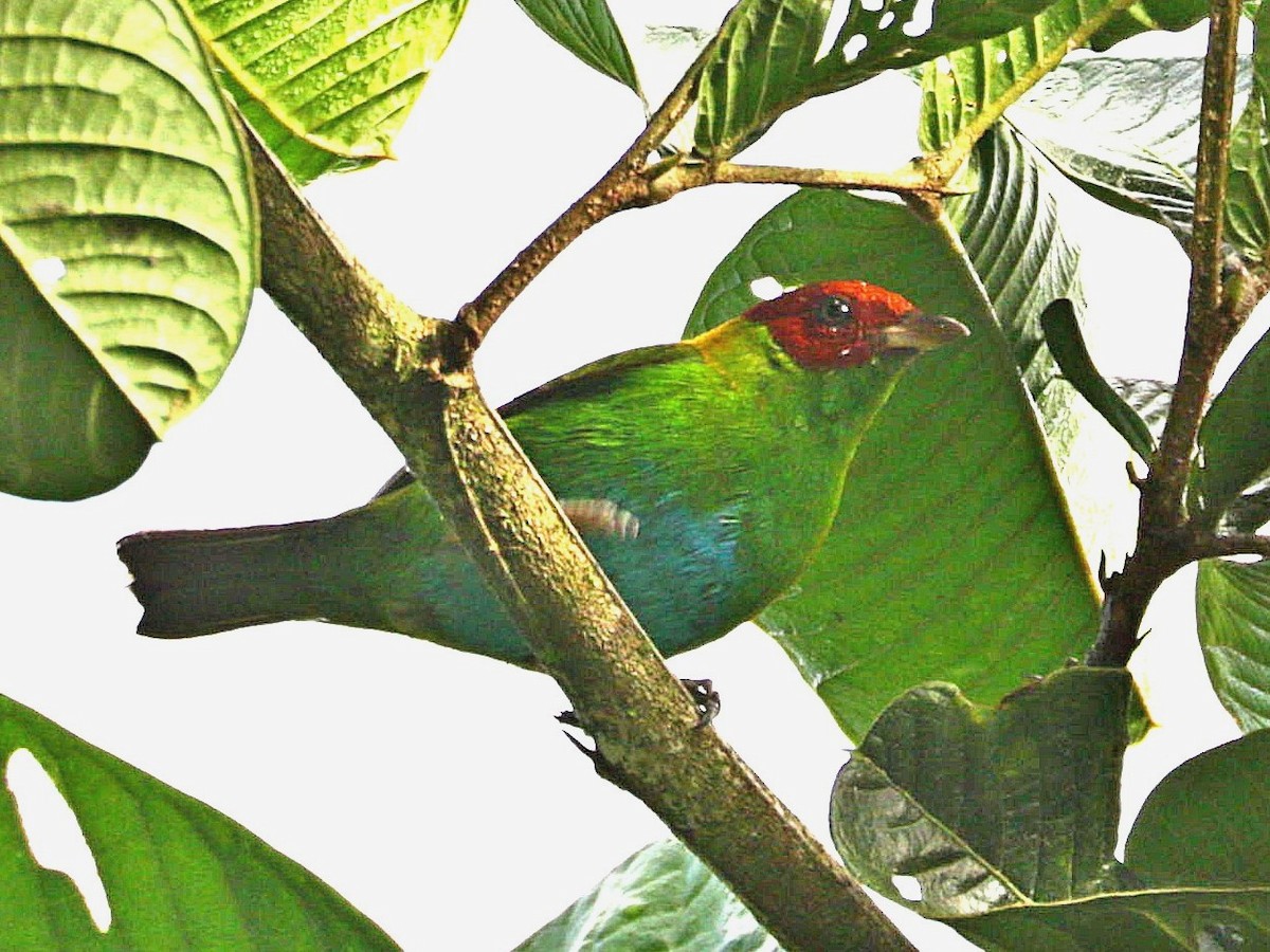 Rufous-winged Tanager - ML613559707