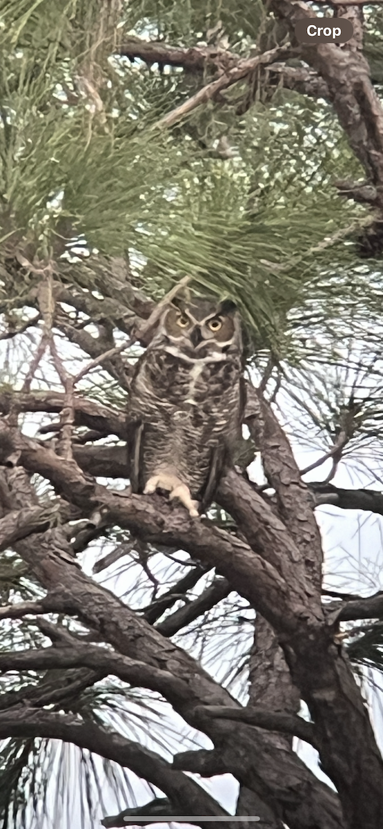 Great Horned Owl - ML613559748
