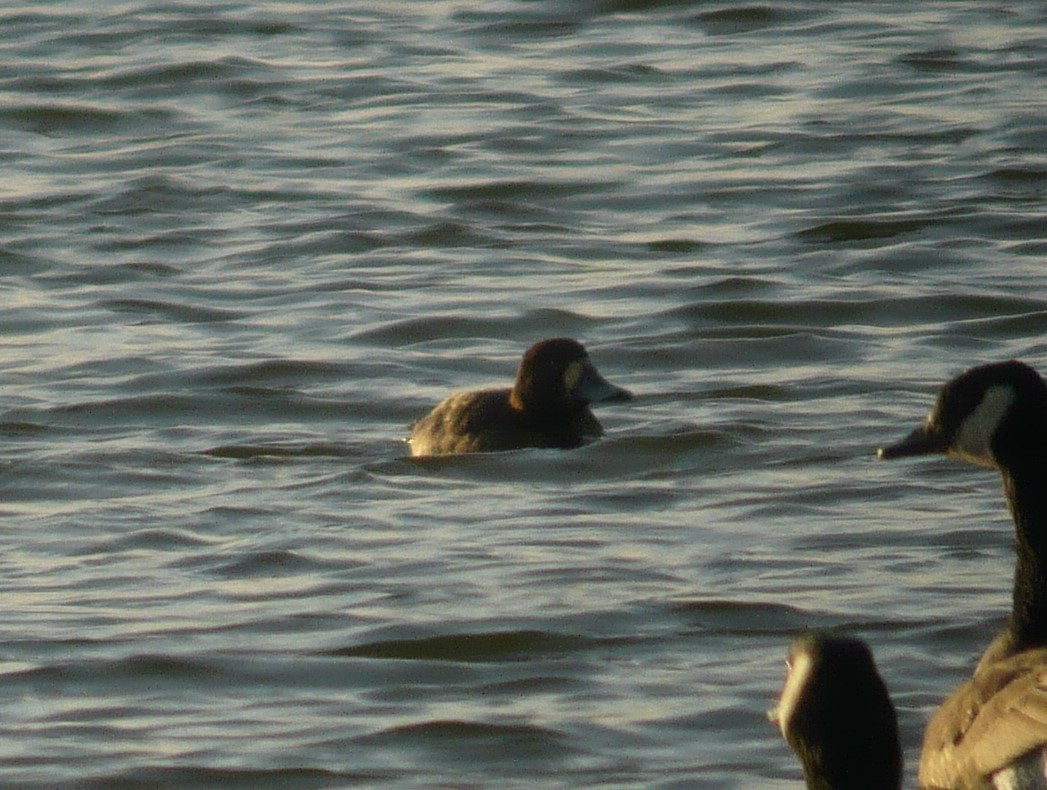 Greater Scaup - ML613559815