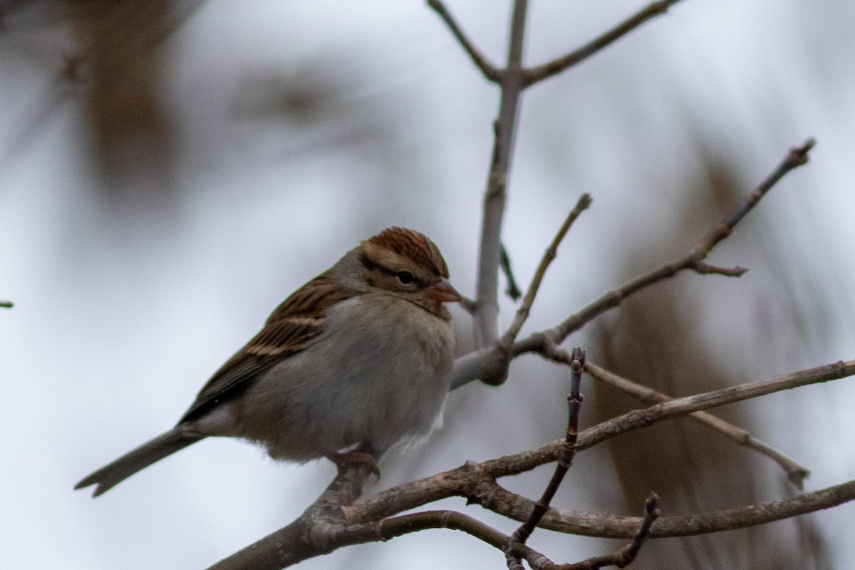 Chipping Sparrow - ML613559992