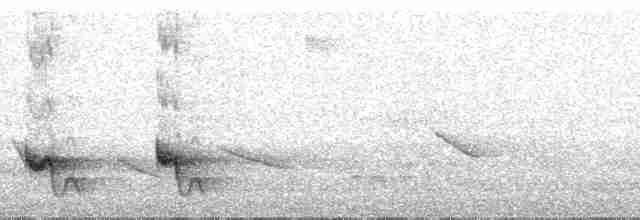 Swallow-tailed Manakin - ML61356