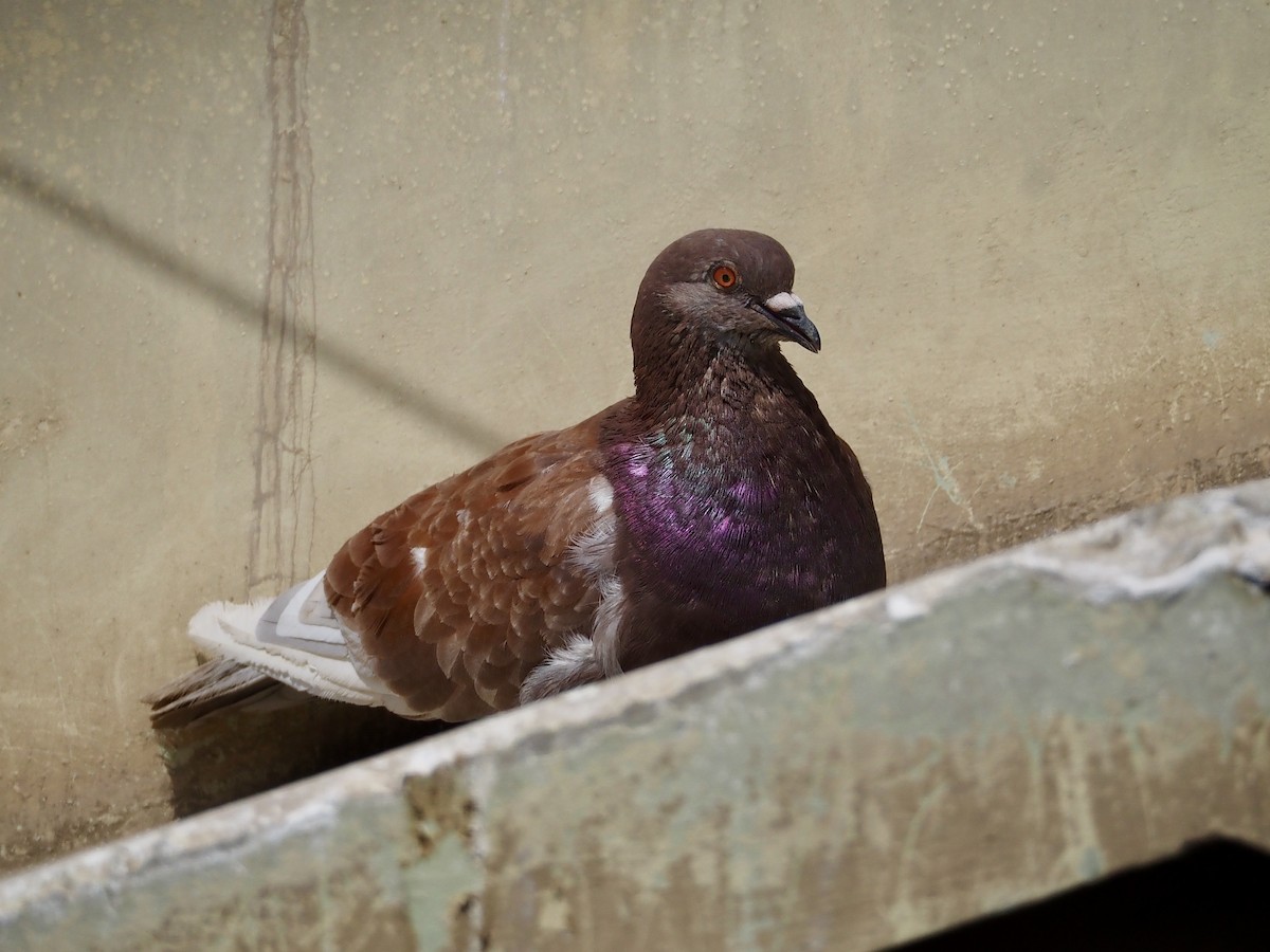 Rock Pigeon (Feral Pigeon) - ML613560047