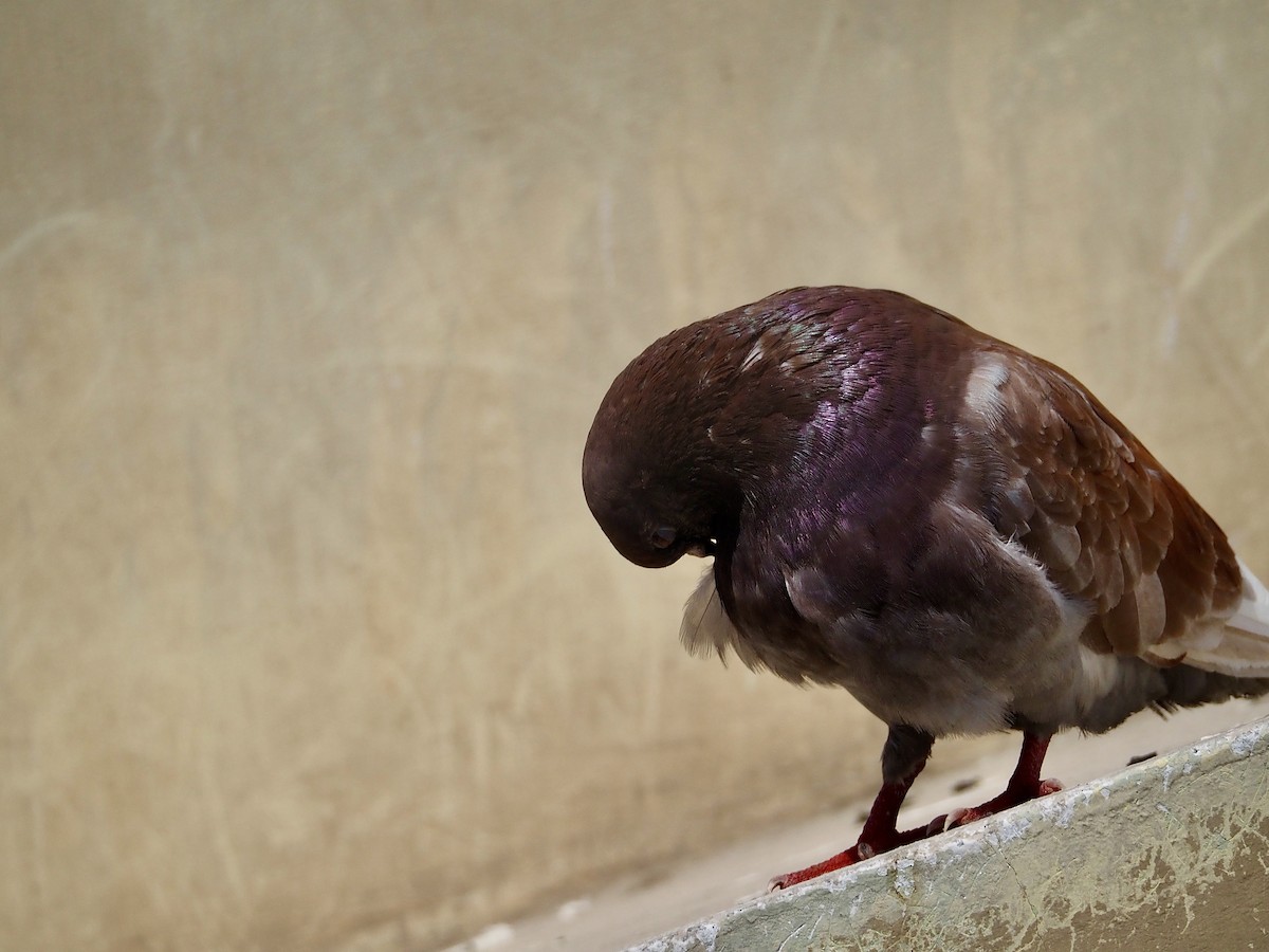 Rock Pigeon (Feral Pigeon) - ML613560048