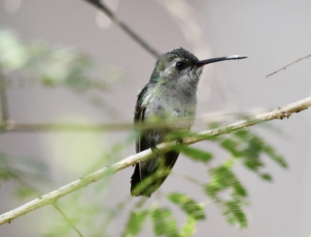 Broad-billed Hummingbird - ML613560449