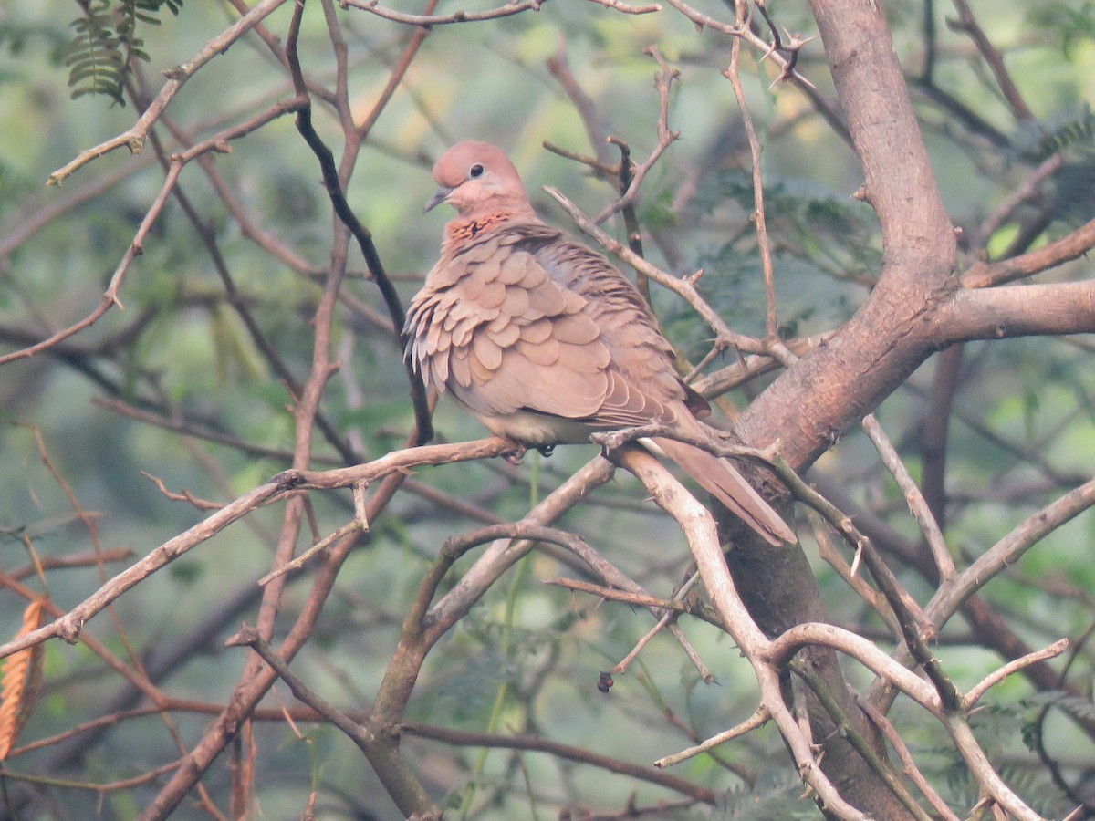 Laughing Dove - ML613560669