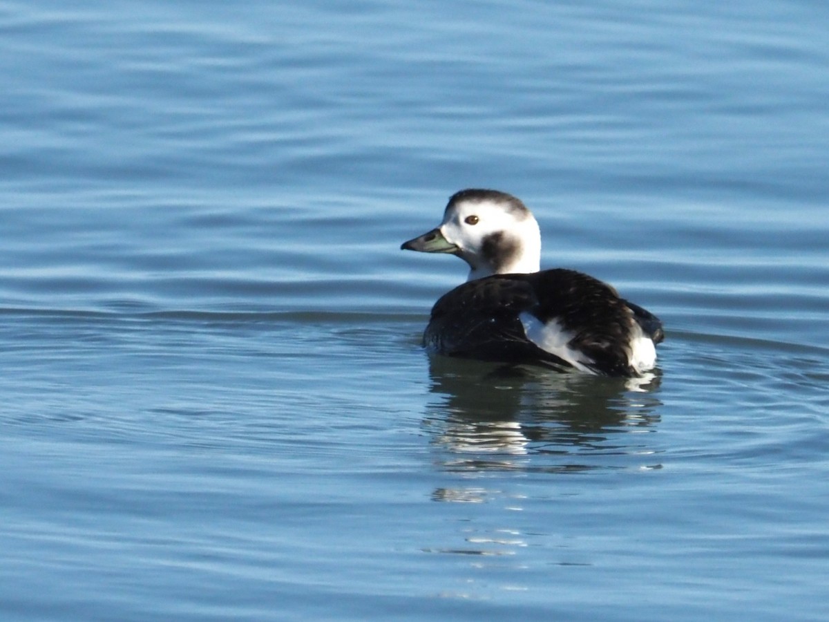Long-tailed Duck - ML613561020