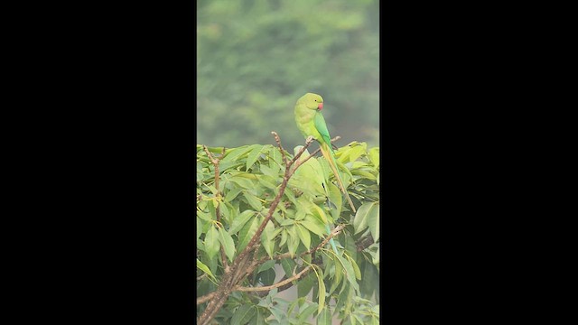 Yeşil Papağan - ML613561043