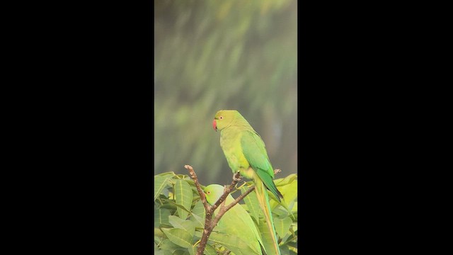 Yeşil Papağan - ML613561044