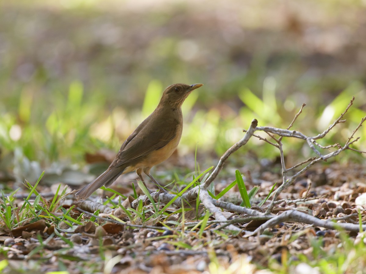 Clay-colored Thrush - Dina Perry