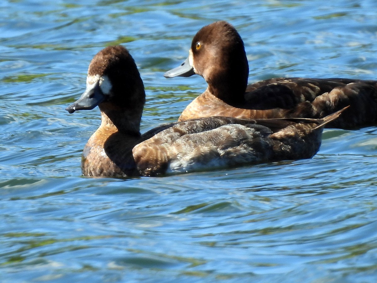 Greater Scaup - ML613561221