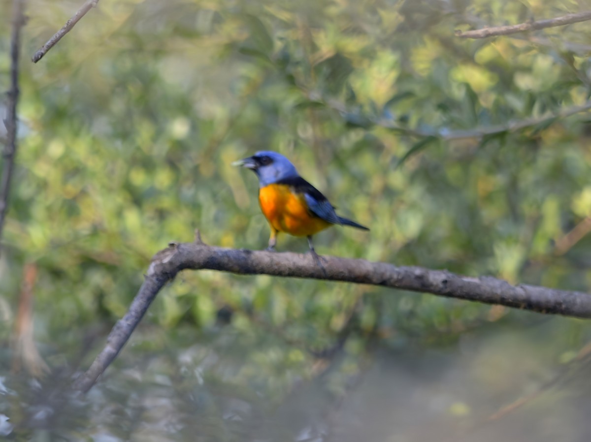 Blue-and-yellow Tanager - ML613561314