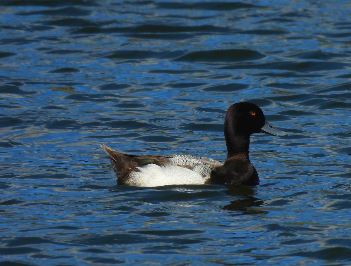 Greater Scaup - ML613561319