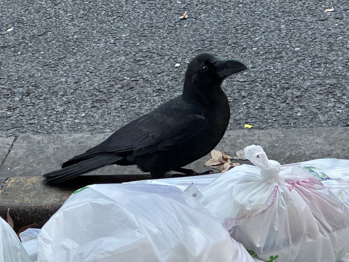 Large-billed Crow - ML613561618