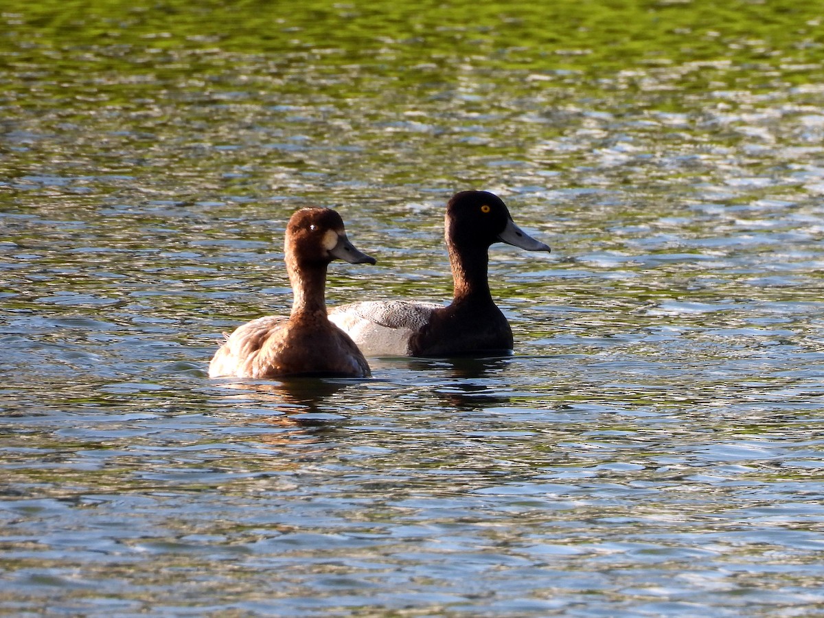 Greater Scaup - ML613561629