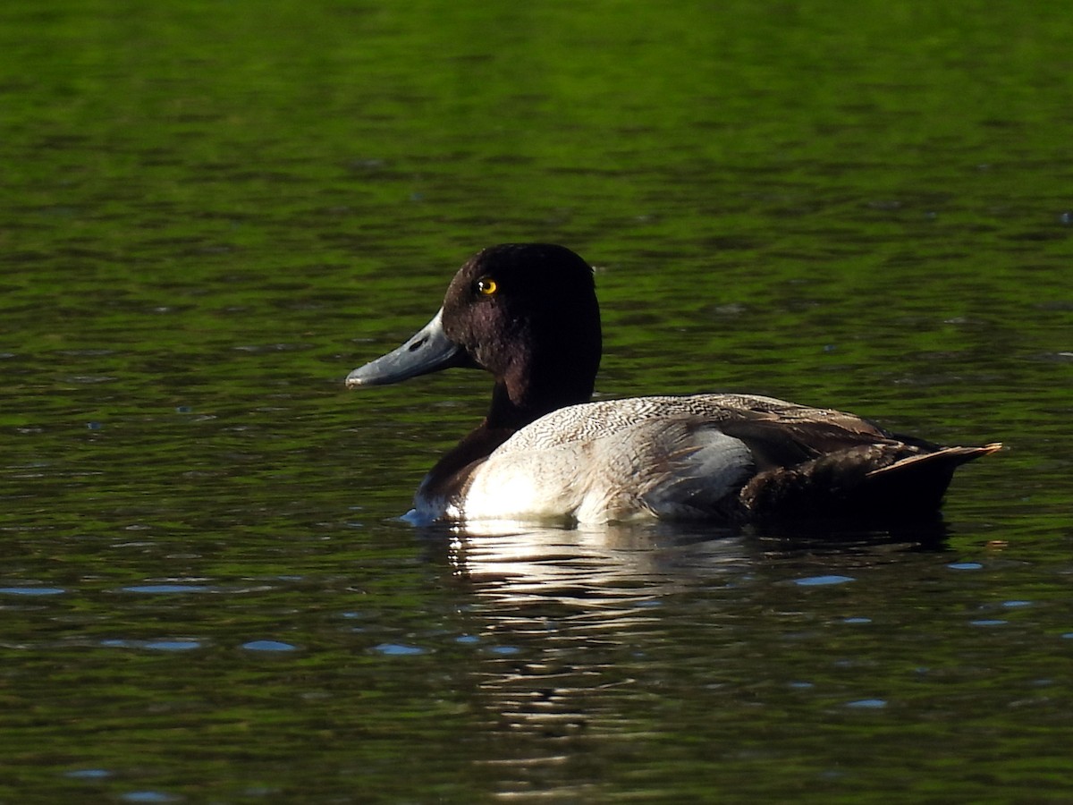Greater Scaup - ML613561768