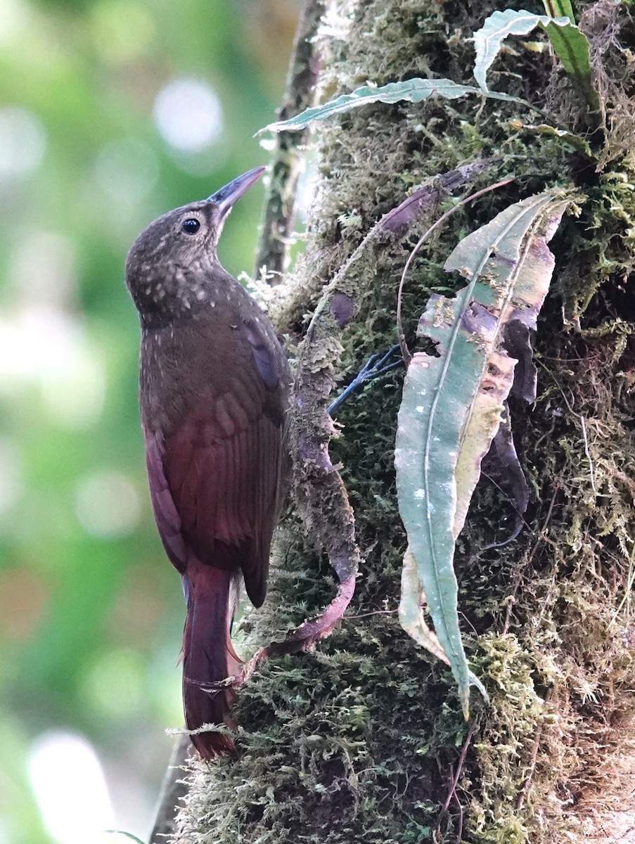 Spotted Woodcreeper - ML613562060