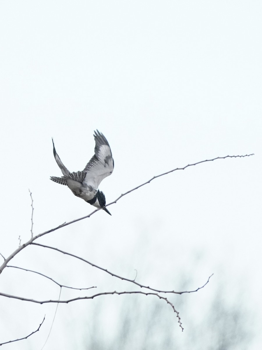 Belted Kingfisher - ML613562108