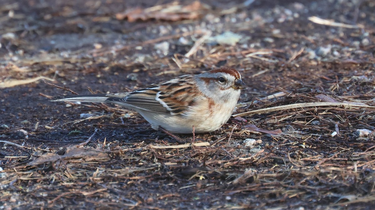 American Tree Sparrow - ML613562237